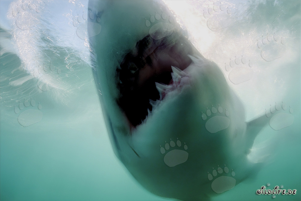 Der Weiße Hai hat sein Ziel erreicht