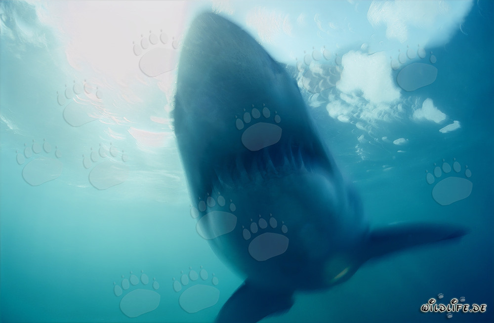 Phantom Great White Shark near Dyer Island in South Africa