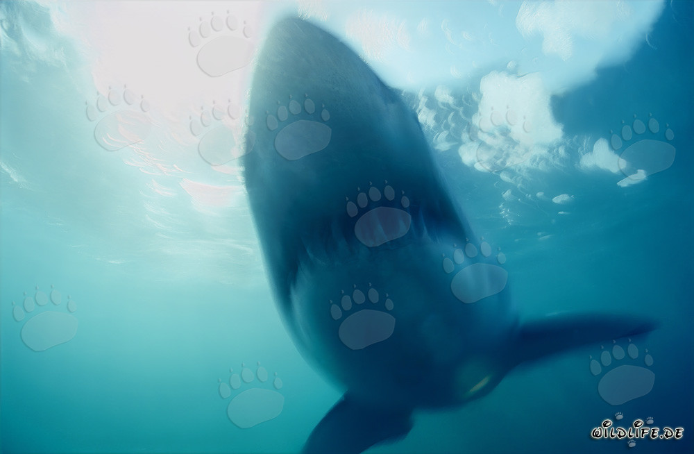 Requin Blanc Fantôme devant l'île Dyer en Afrique du Sud