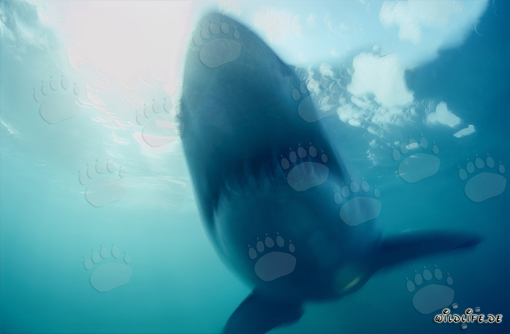 Squalo Bianco Fantasma di fronte all'Isola Dyer in Sudafrica