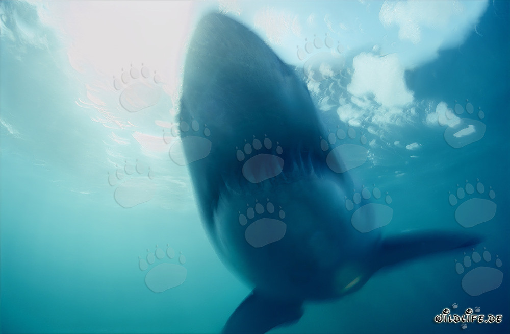 Phantom Weißer Hai vor Dyer Island in Südafrika