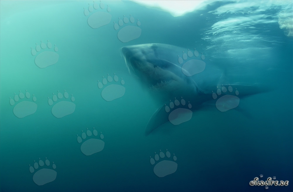 Surface hunter Great White Shark approaching in the shadows