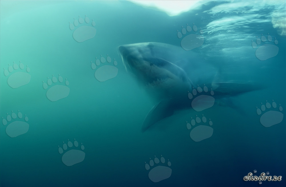 Un grand requin blanc s'approche de la caméra de manière furtive