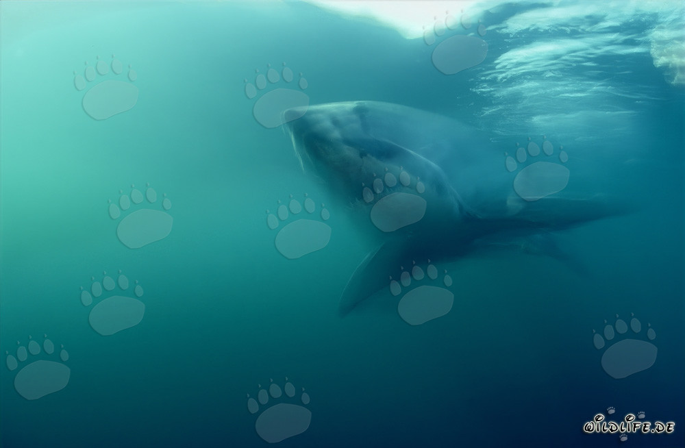 Un grande squalo bianco si avvicina furtivamente alla telecamera