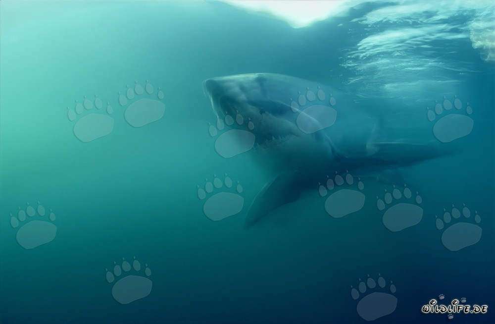Schemenhaft naehert sich ein großer Weißer Hai der Kamera