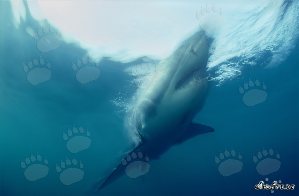 Impressive Great White Shark in steep ascent off the coast of South Africa