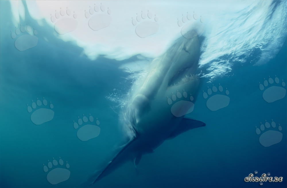 Grand requin blanc impressionnant en montée raide au large de la côte sud-africaine