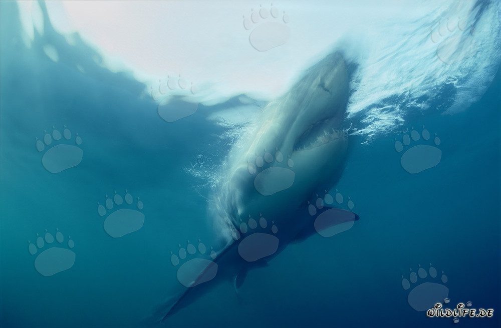 Imponente Squalo Bianco in ripida ascesa al largo della costa sudafricana