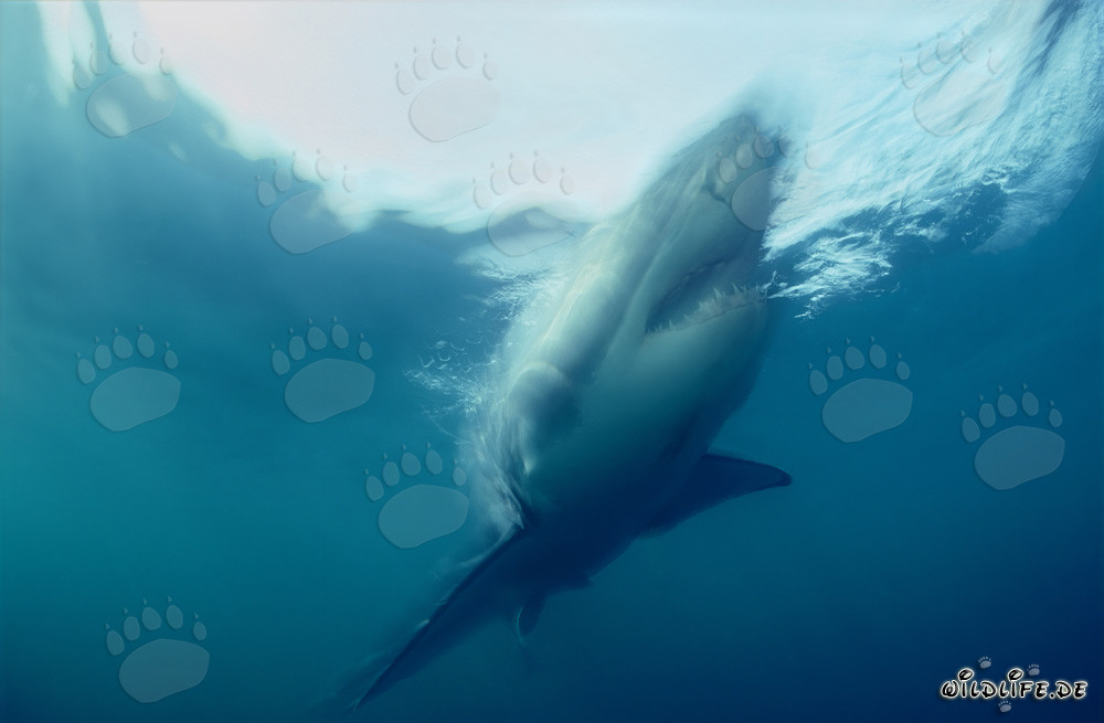 Impresionante Gran Tiburón Blanco en ascenso empinado frente a la costa de Sudáfrica