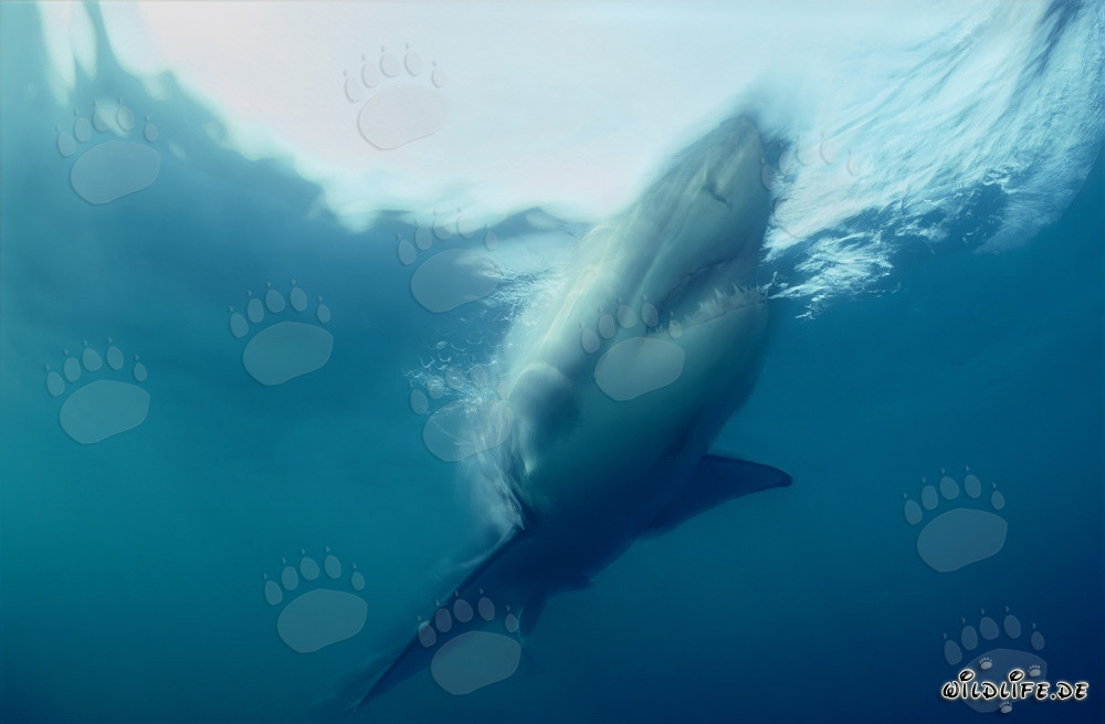 Imposanter Weißer Hai in steilem Aufstieg vor der Küste Südafrikas