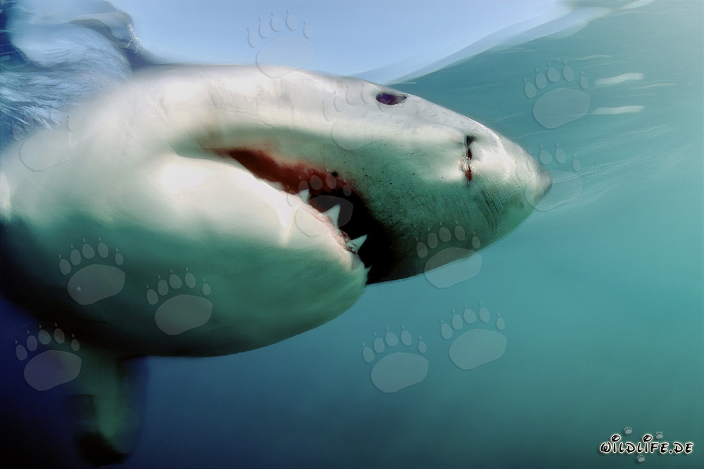 An elegant predator: the majestic Great White Shark off Geyser Rock