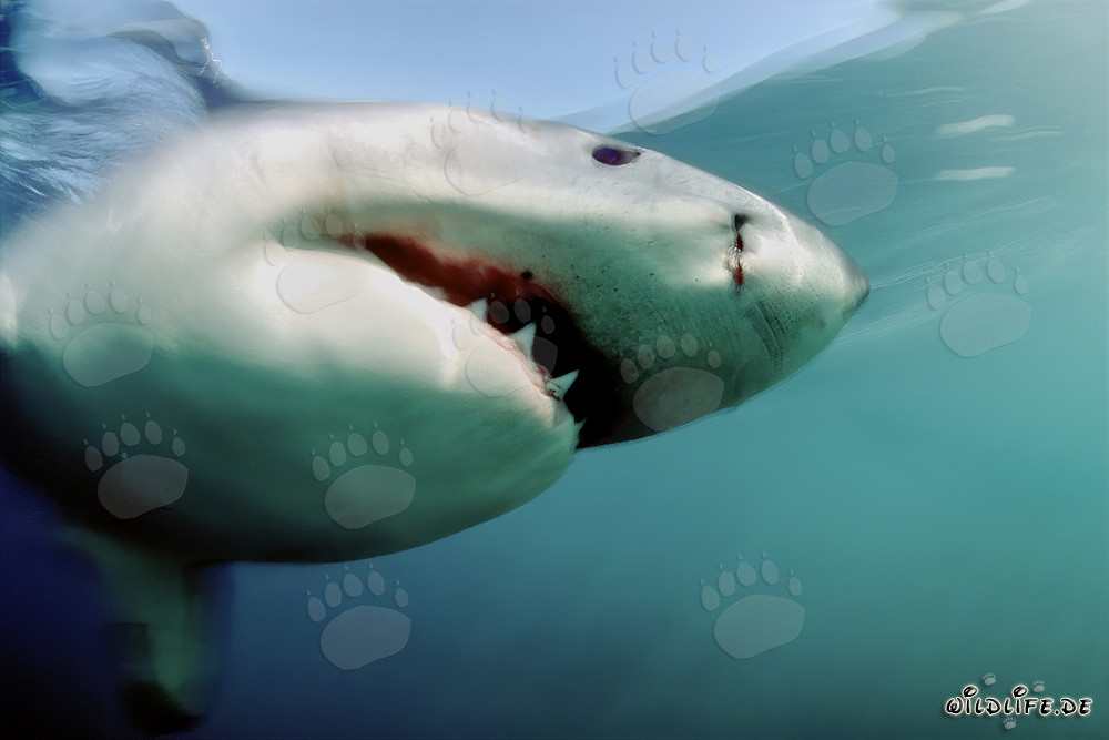 Ladro elegante: Maestoso Squalo Bianco davanti a Geyser Rock
