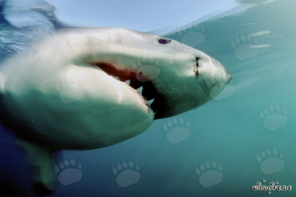 Eleganter Räuber: Majestätischer Weißer Hai vor Geyser Rock