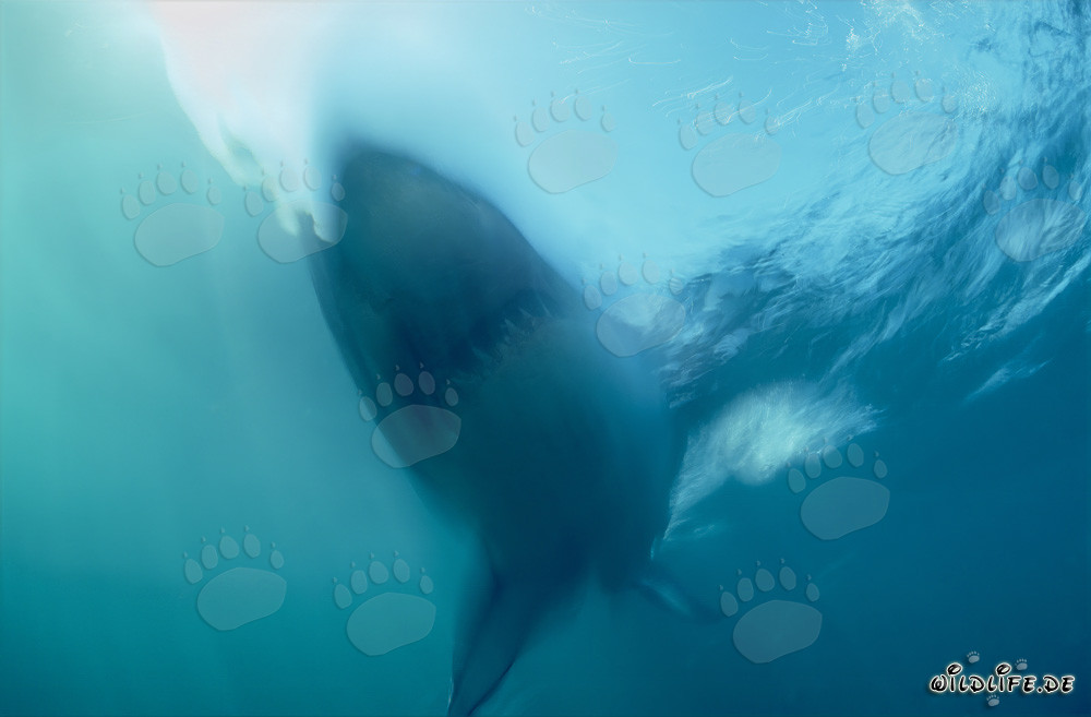 Squalo bianco fantasma di fronte a Geyser Rock in Sudafrica