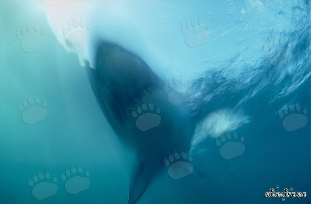 Requin blanc fantôme devant Geyser Rock en Afrique du Sud