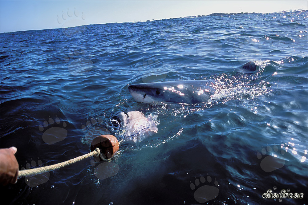 Impressive Great White Shark follows the bait to the boat