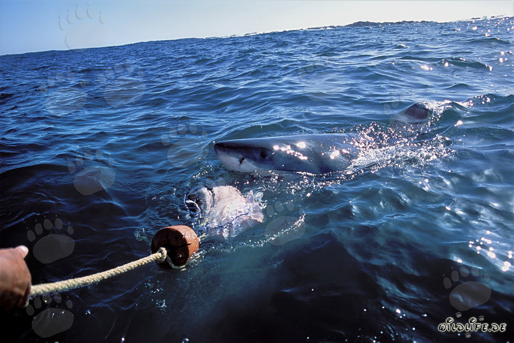 Imponente squalo bianco insegue l'esca fino alla barca