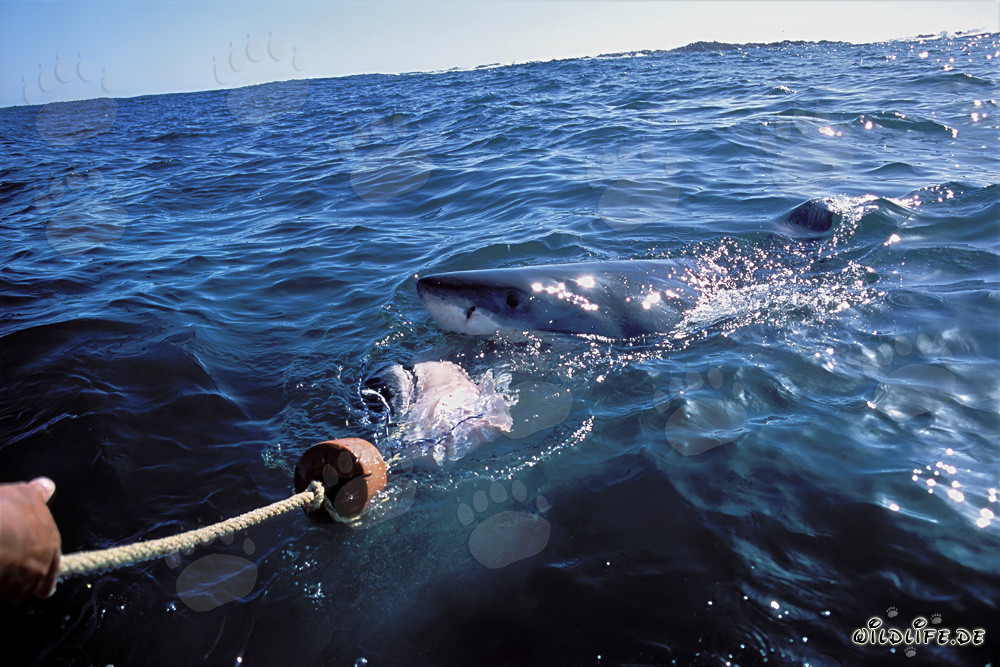 Impresionante tiburón blanco sigue el cebo hasta el bote