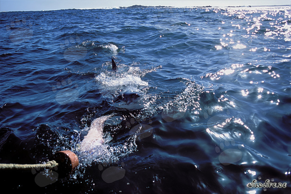 Impressive Great White Shark on the hunt off the coast of South Africa