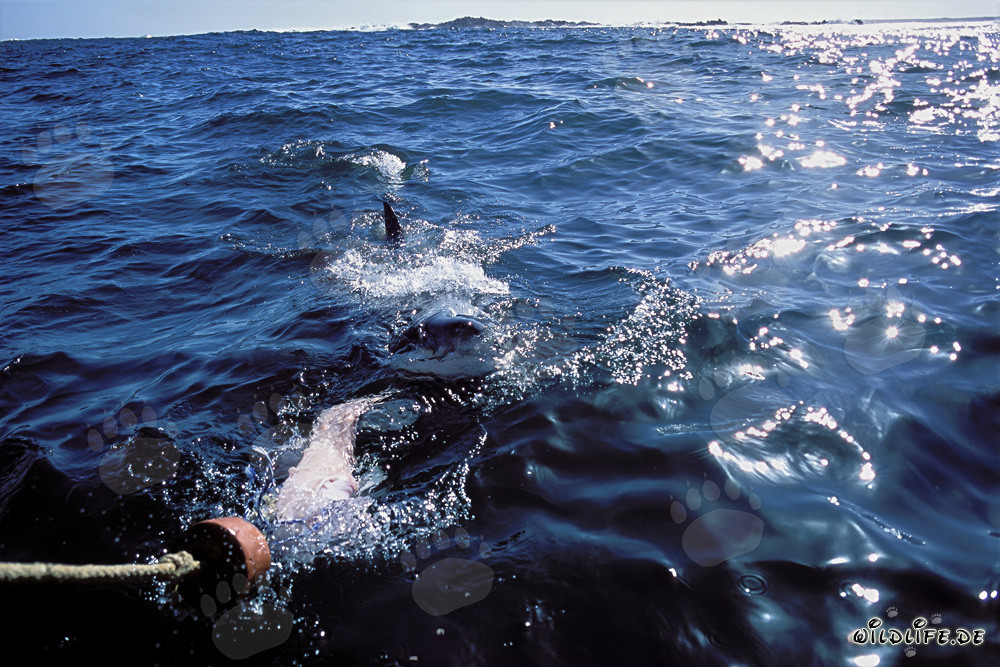 Grand requin blanc impressionnant à la recherche de proies au large des côtes sud-africaines
