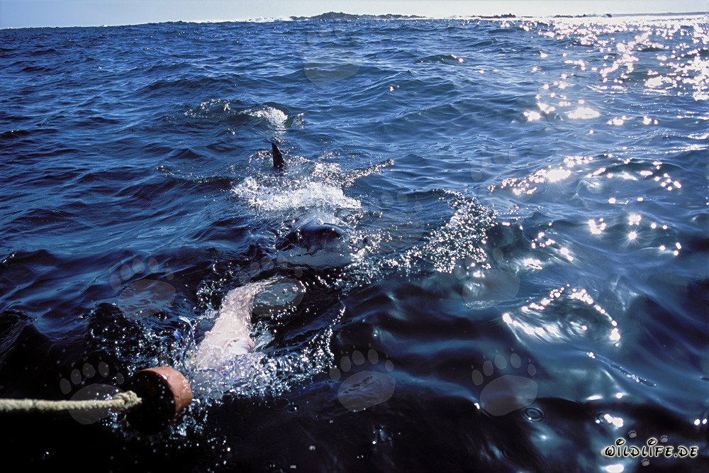 Imponente Squalo Bianco alla ricerca di prede al largo delle coste sudafricane