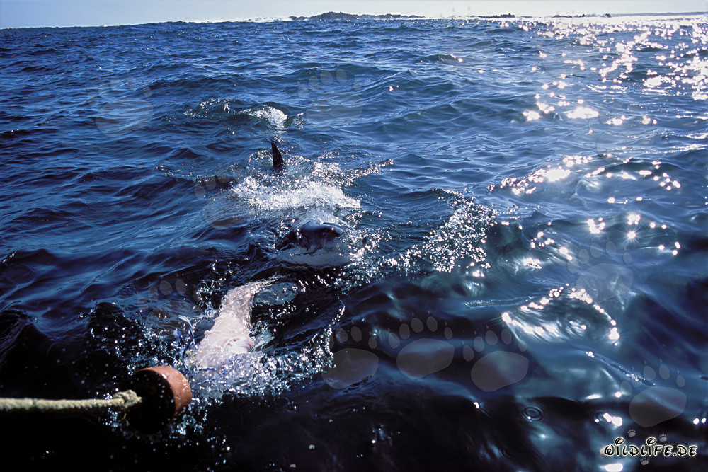 Impactante Gran Tiburón Blanco en busca de presas frente a la costa de Sudáfrica