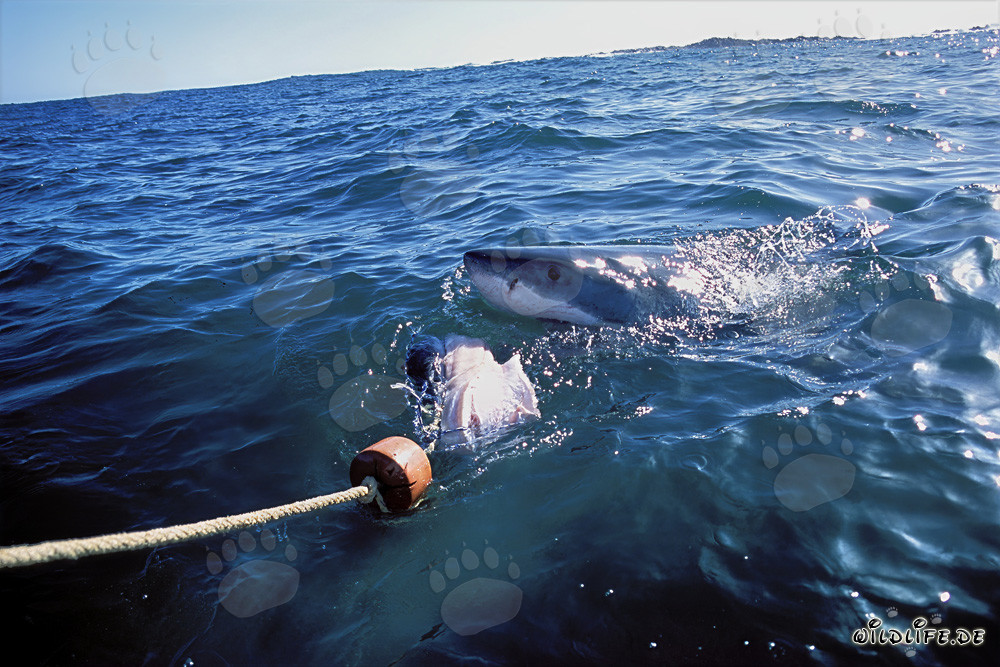 Great White shark biting at the bait