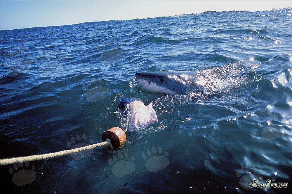 Requin blanc mord après l'appât