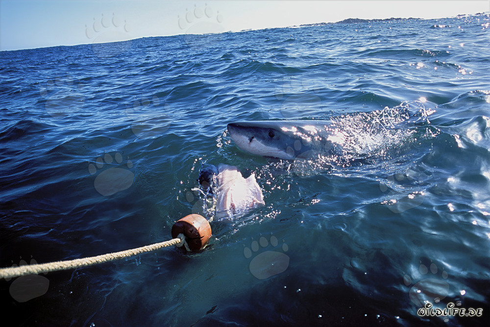 Squalo bianco morde dopo l'esca