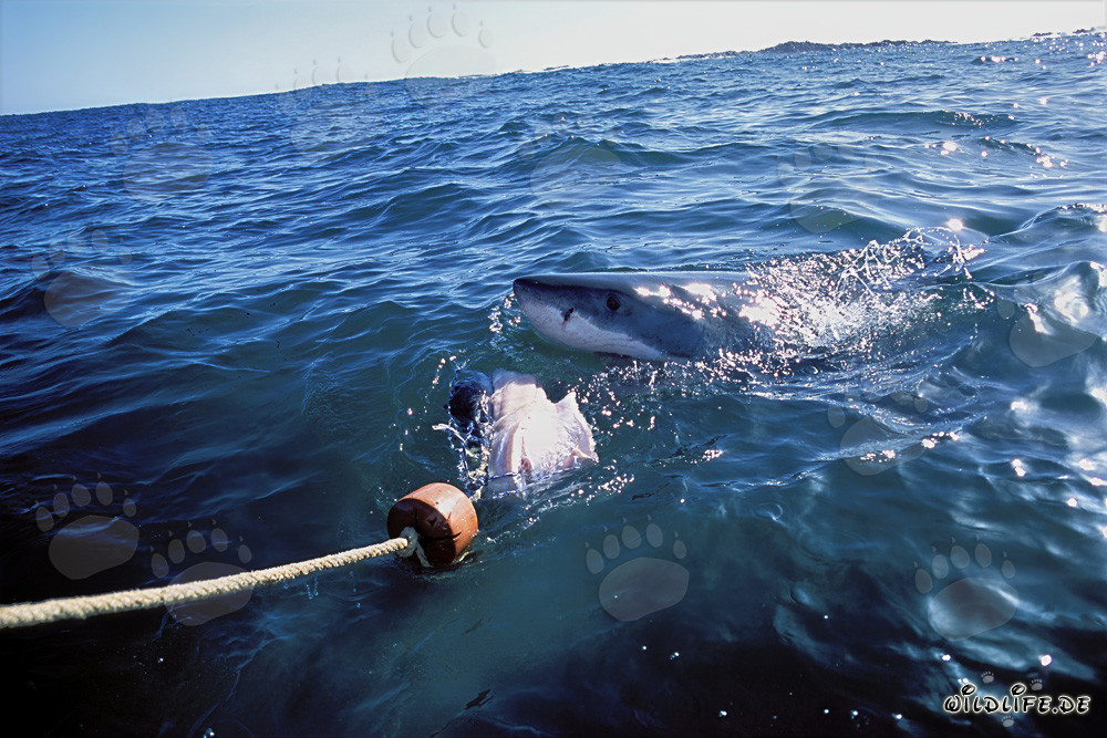 Tiburón blanco muerde después del señuelo