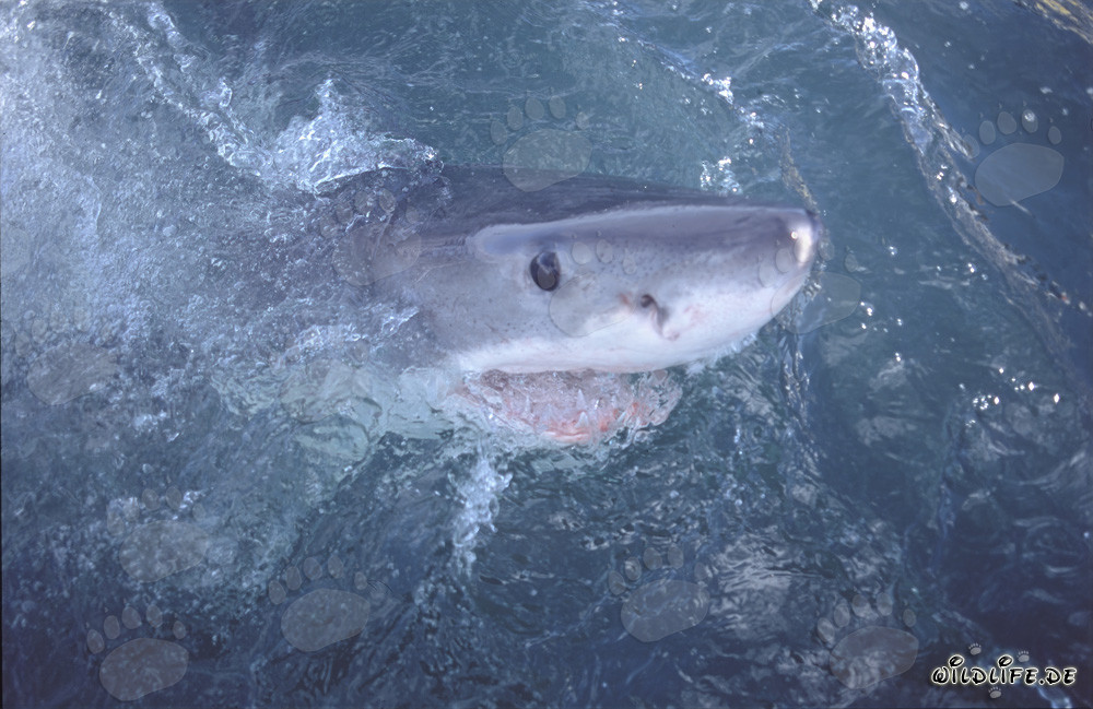 Grand requin blanc fascinant explore le monde au-dessus de l'eau