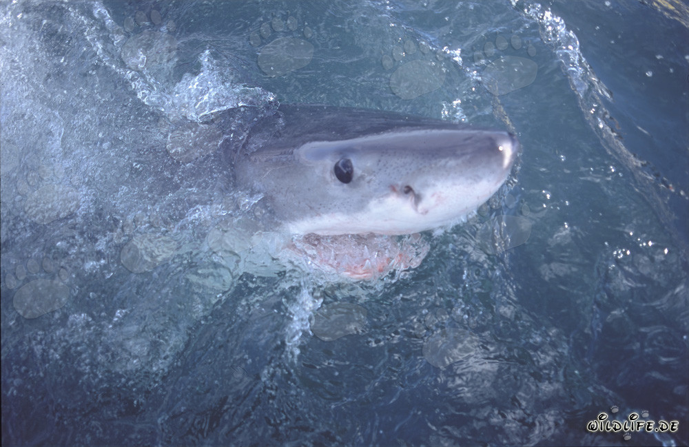Fascinating great white shark exploring the world above water