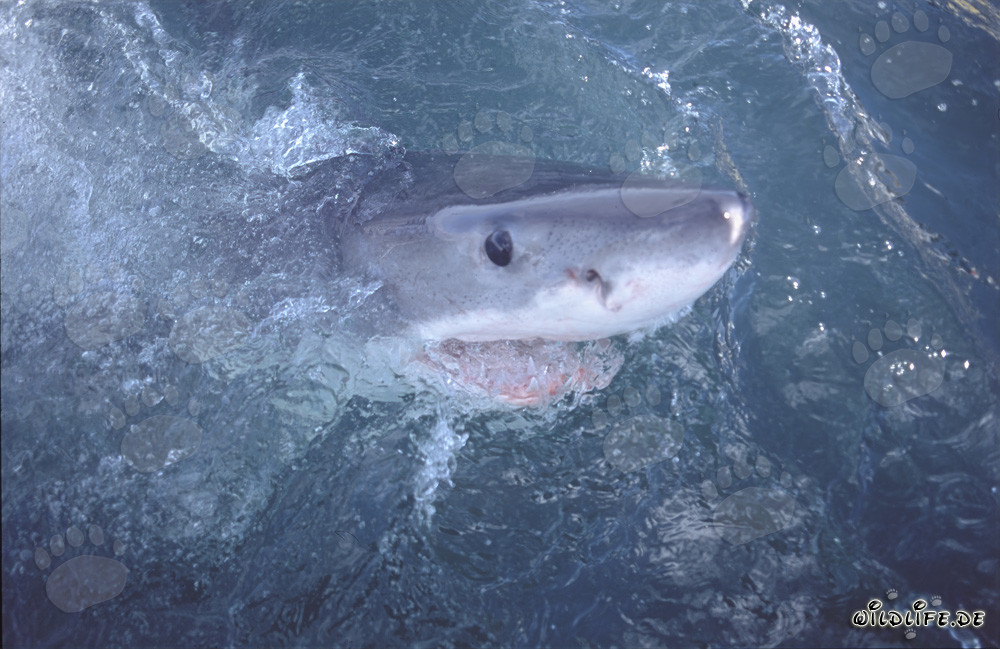 Affascinante squalo bianco esplora il mondo sopra l'acqua