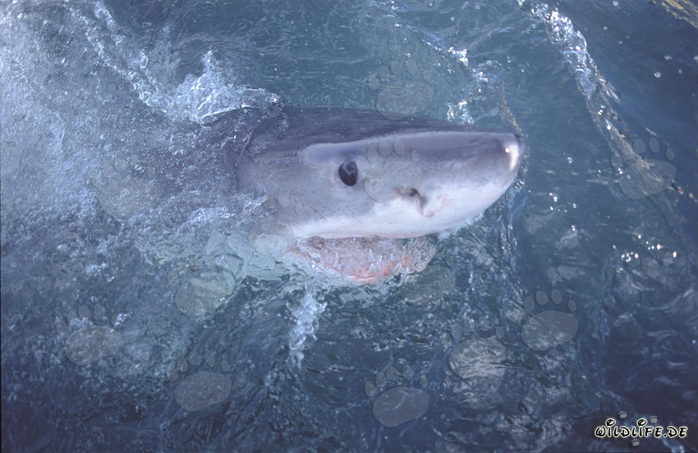 Fascinante tiburón blanco explora el mundo sobre el agua