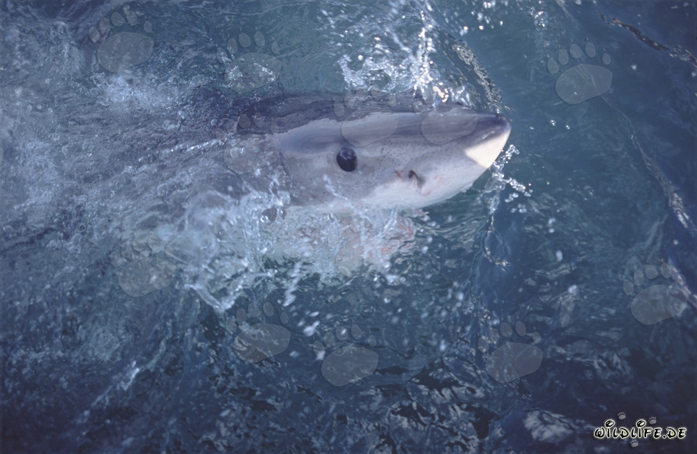 L'œil intense et profondément bleu du grand requin blanc