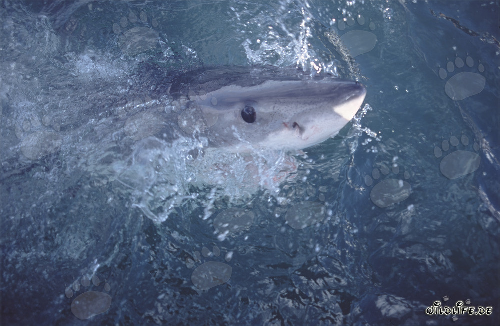 The intense deep blue eye of the Great White Shark