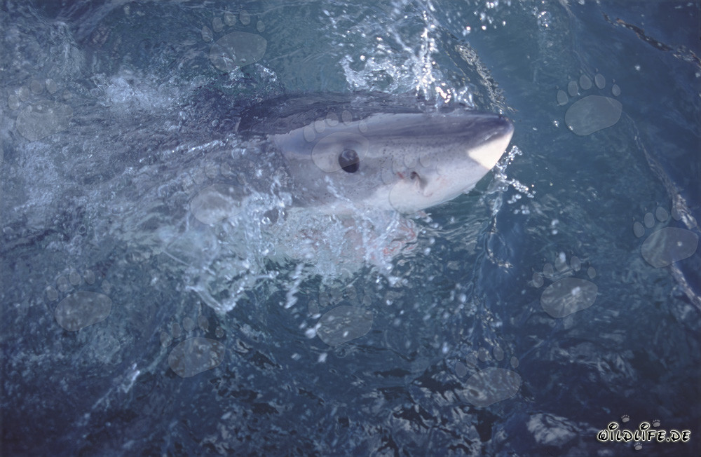 L'occhio intenso e profondamente blu dello squalo bianco