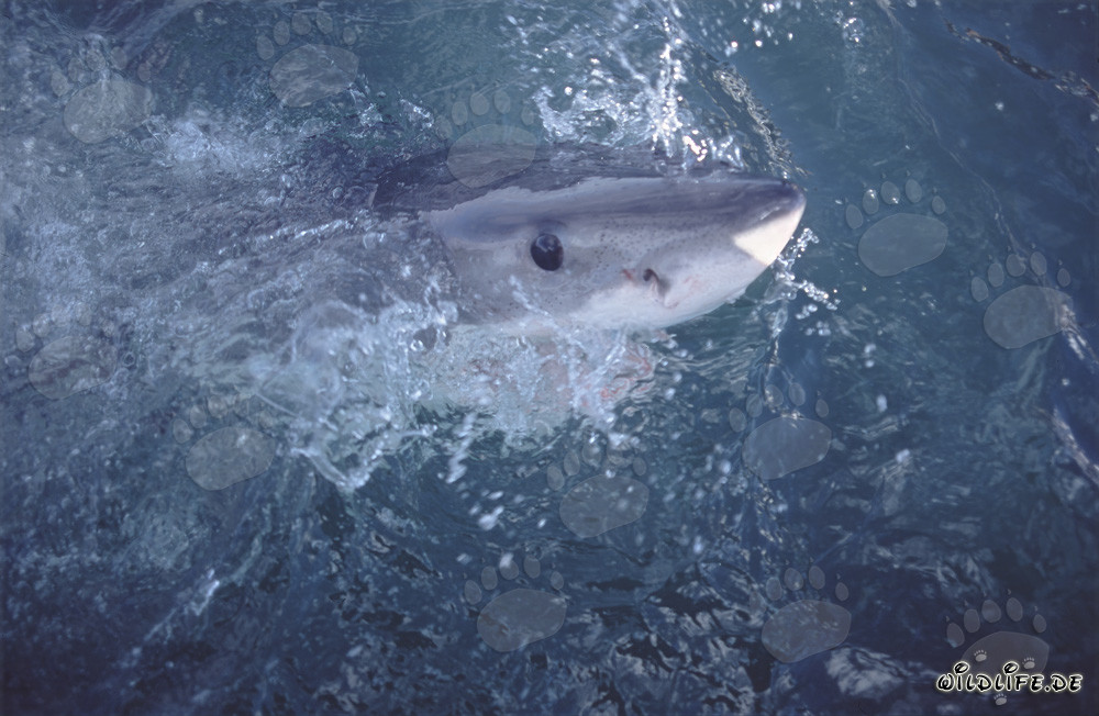 El ojo intenso y profundamente azul del tiburón blanco