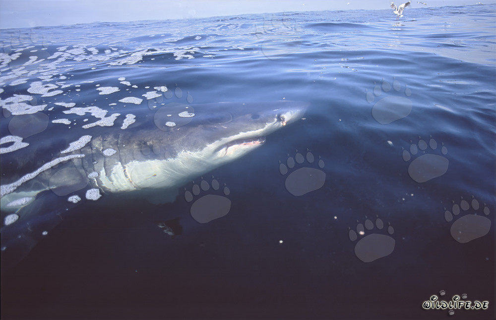 Great White Shark at the Water Surface