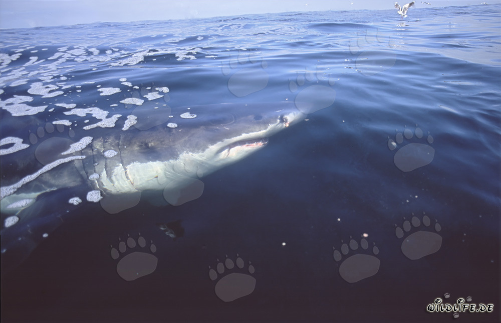 Squalo bianco in superficie dell'acqua