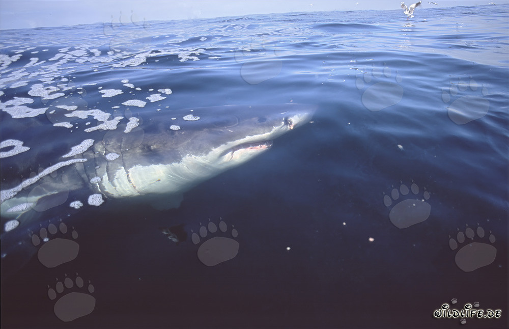 Tiburón blanco en la superficie del agua