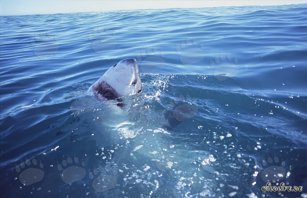 Impressive Great White Shark emerging from the water