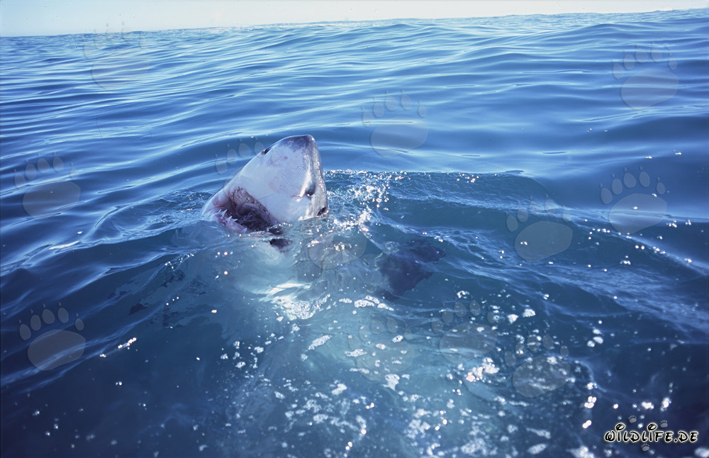 Grand requin blanc surgit de l'eau