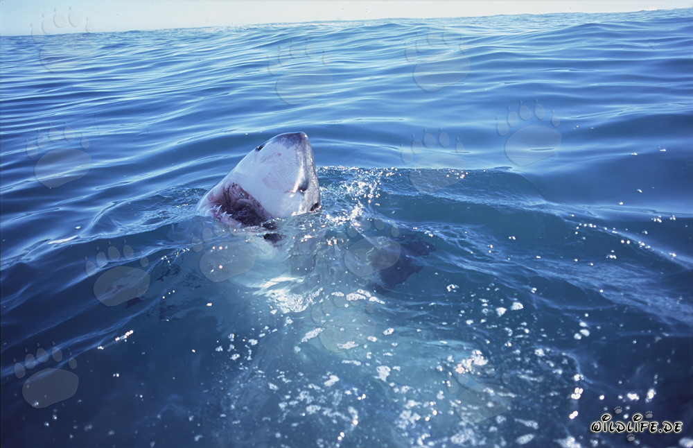 Grande squalo bianco emerge dall'acqua