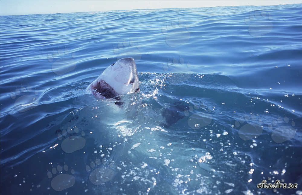 Gran tiburón blanco emerge del agua