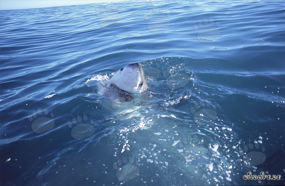 Fascinante Gran Tiburón Blanco frente a la costa de Gansbaai