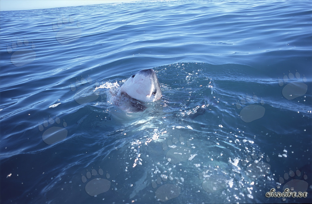 Grand requin blanc fascinant au large de Gansbaai