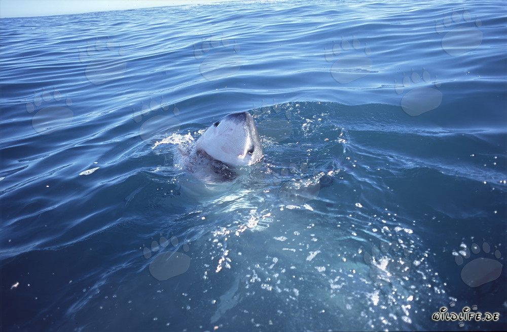 Fascinating Great White Shark off the coast of Gansbaai