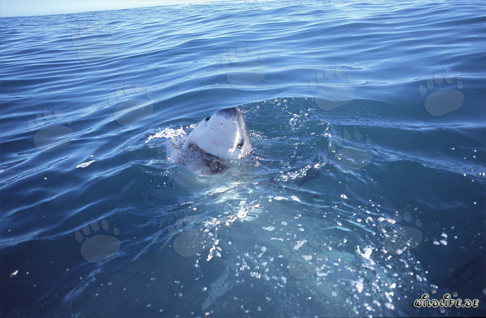 Affascinante Squalo Bianco al largo di Gansbaai