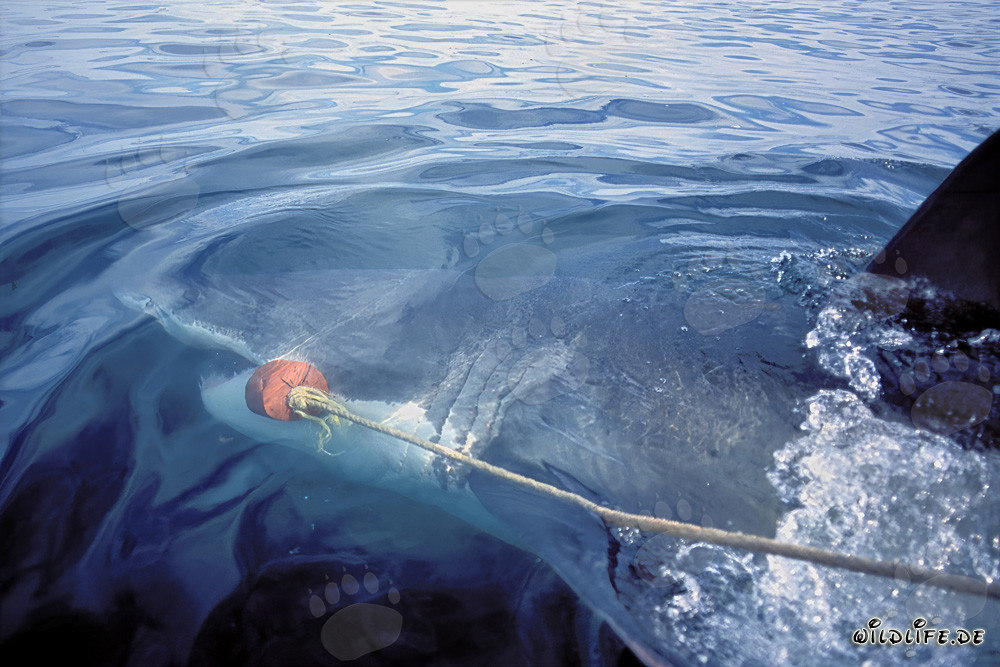 Impressionante grande squalo bianco attacca esca davanti a Gansbaai, Sudafrica